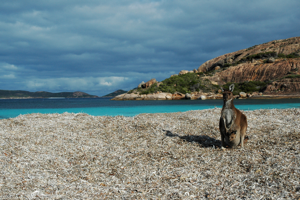 australia and oceania beginner dive site with kangaroo in foreground