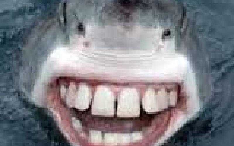 Tammy Turcotte's picture