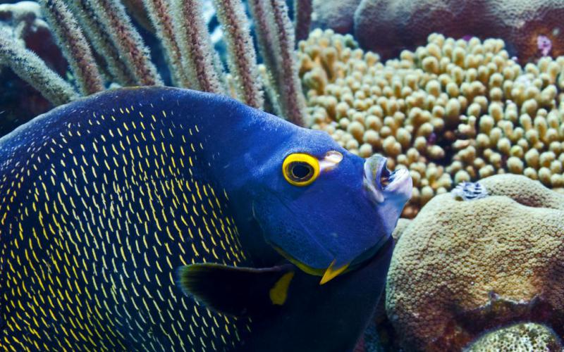 Indiana Skuthorp's picture