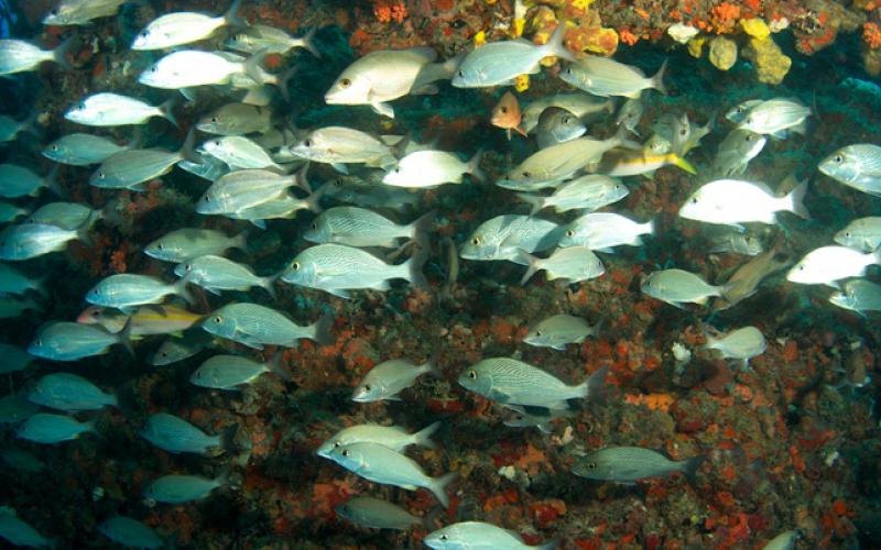 Leonor Sousa Cavalcanti's picture