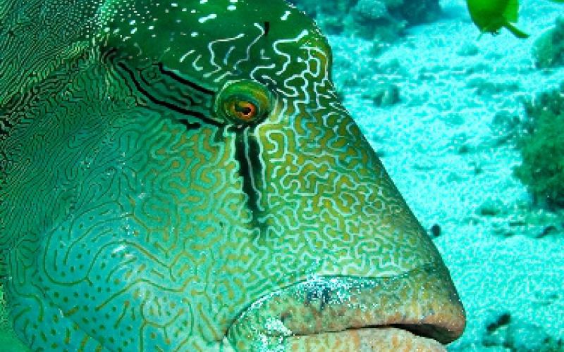 Laerke Kjeldsen's picture