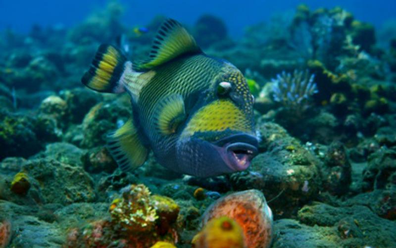 Lidia Trentino's picture