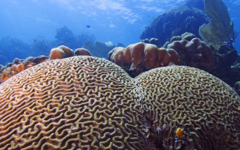 Sommer Bennet's picture