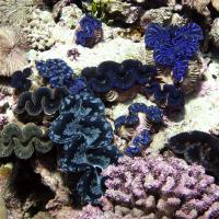 Purple, blue, and pink hard corals are found in abundance on Kingman Reef as they provide security and nourishment for other local marine life
