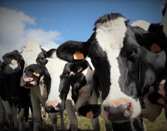 Several cows suffering from indigestion produce methane gas contributing to global warming