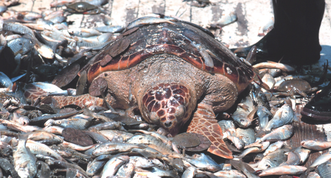 Sea turtle, crabs, and sand dollars are the bycatch of the day on one fishing boat