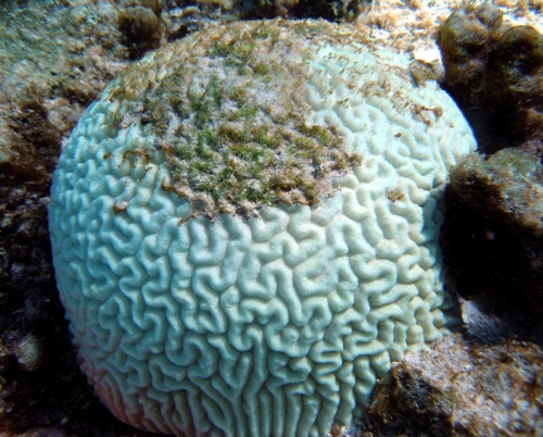 Large brain coral suffering from coral bleaching