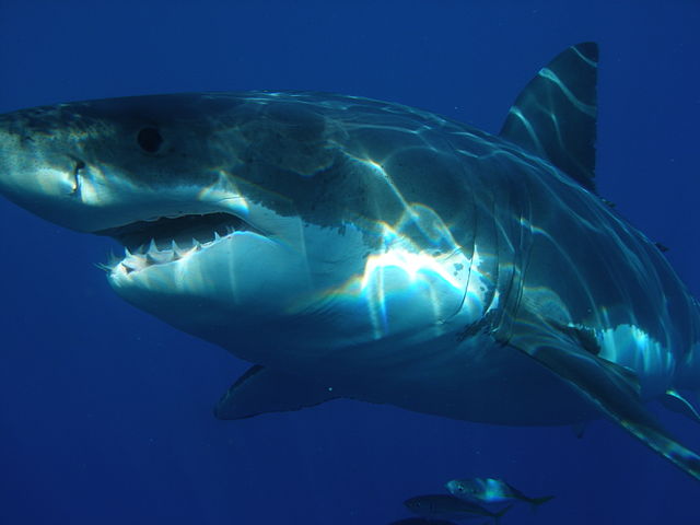 Large great white shark in the waters off Guadalupe Island in Mexico