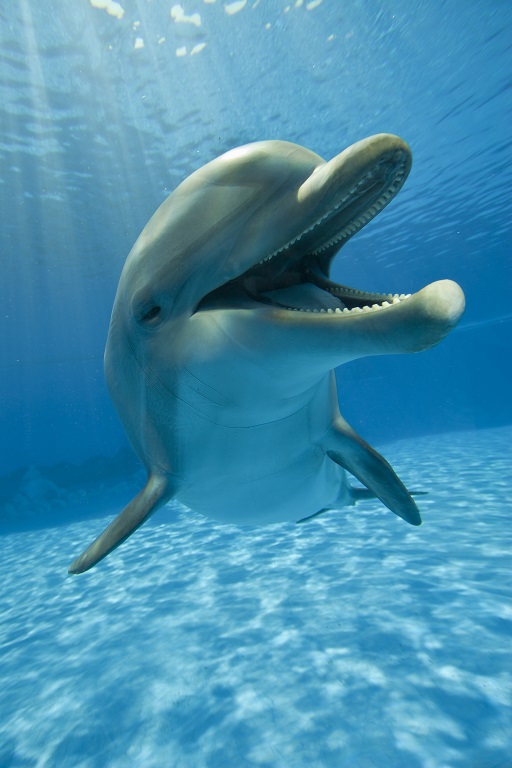 Dolphin smiling for diver photos in a dolphin conservation zone