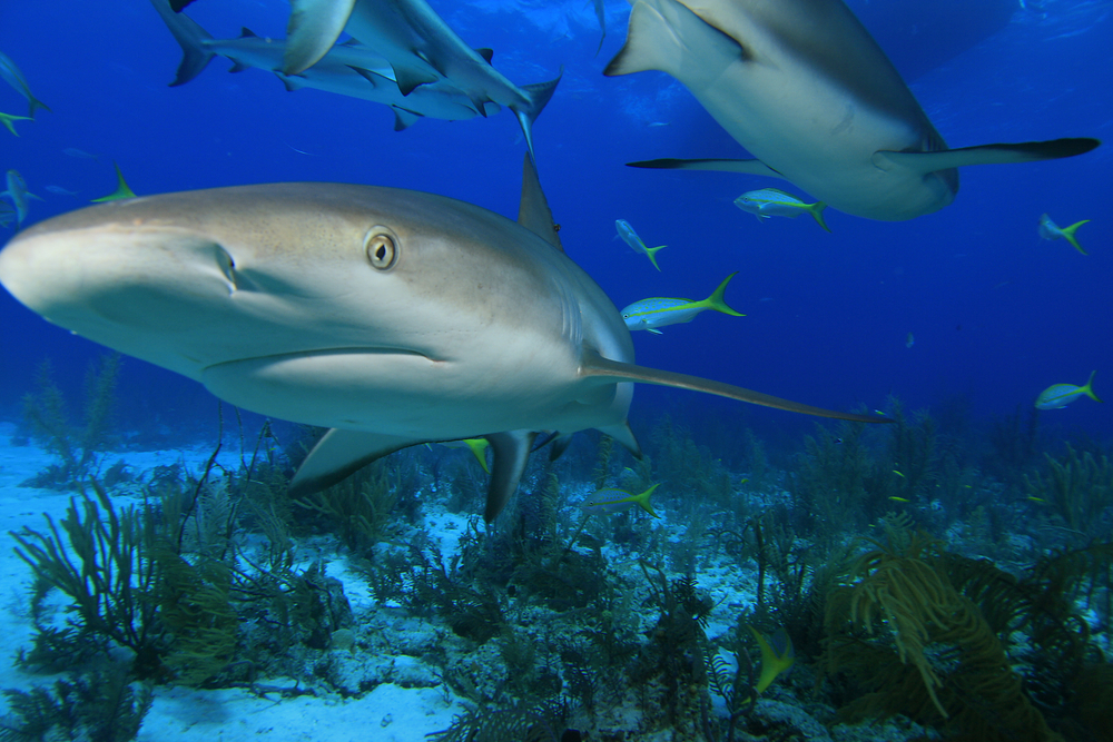School of sharks swimming about a shark sanctuary created specifically to protect them
