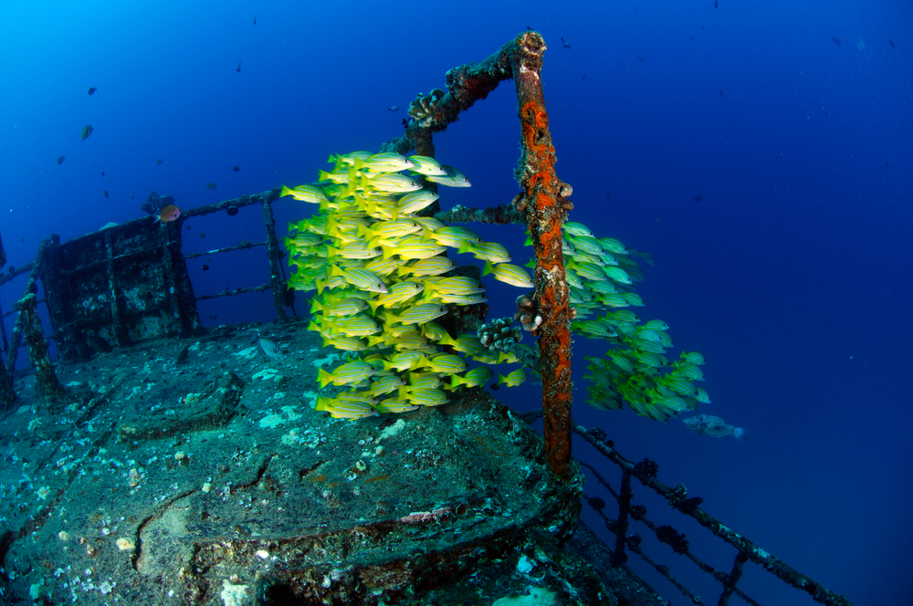 Underwater photographer captures school of fish hovering on a popular wreck