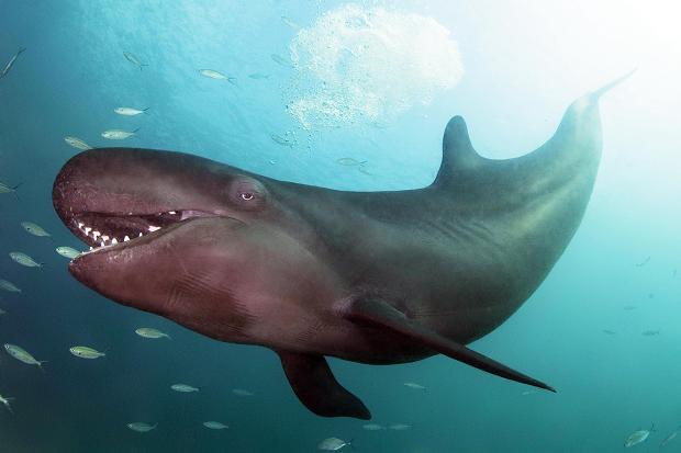 Large false killer whale smiles for an underwater photographer while swimming with fishes in Kona, Hawaii