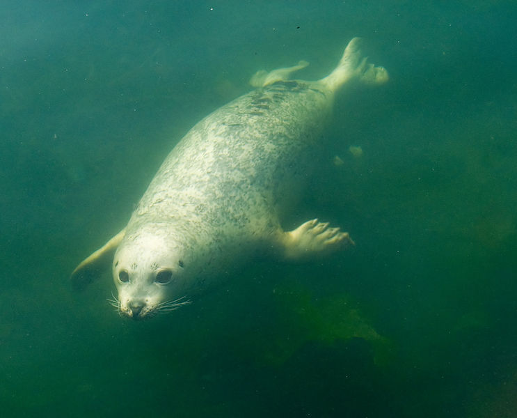 Playful harbor seal swimming towards underwater photographer