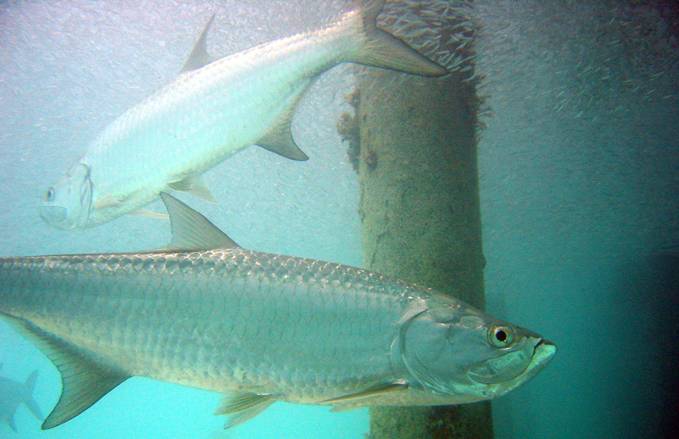 Two large Atlantic tarpon search for their next meal