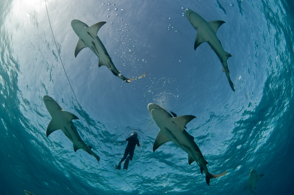 Diver watches four sharks swim at ease below him in the protected waters of the Palau Shark Sanctuary