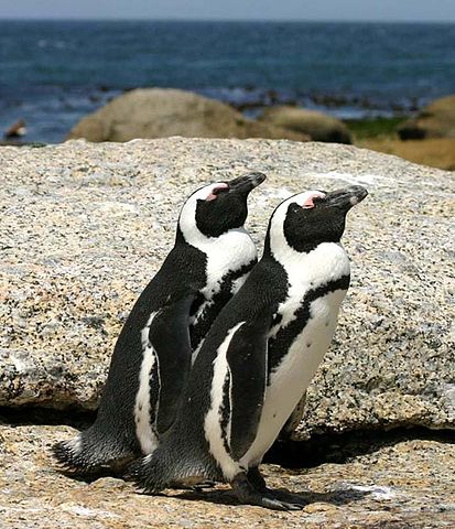 A pair of African penguins make their way about Boulders Beach in South Africa