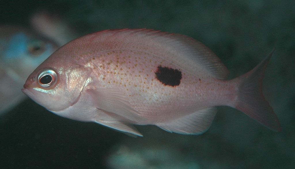 Close up view of a butterfly perch with its light pink color and darker maroon speckles