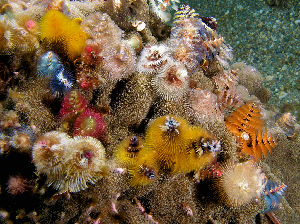 A variety of christmas tree worms in all shapes, sizes and colors