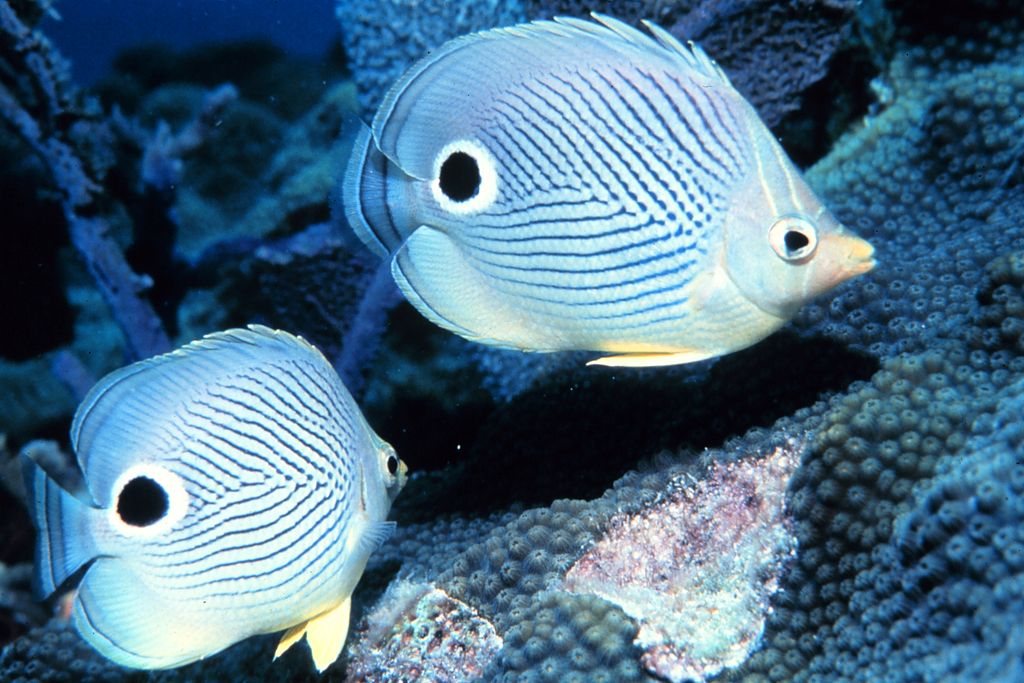 Close up of a pair for foureye butterfly fish roaming the corals of the Florida Keys