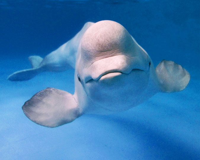 Beluga whale swims about in the cold ocean waters while a team of individuals study their habits