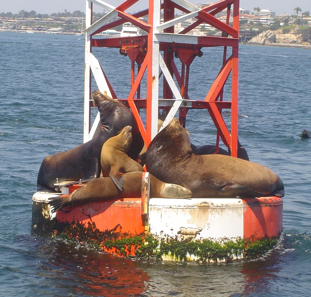 A group of California sea lions bask in the sun on a buoy off the coast of Balboa Island