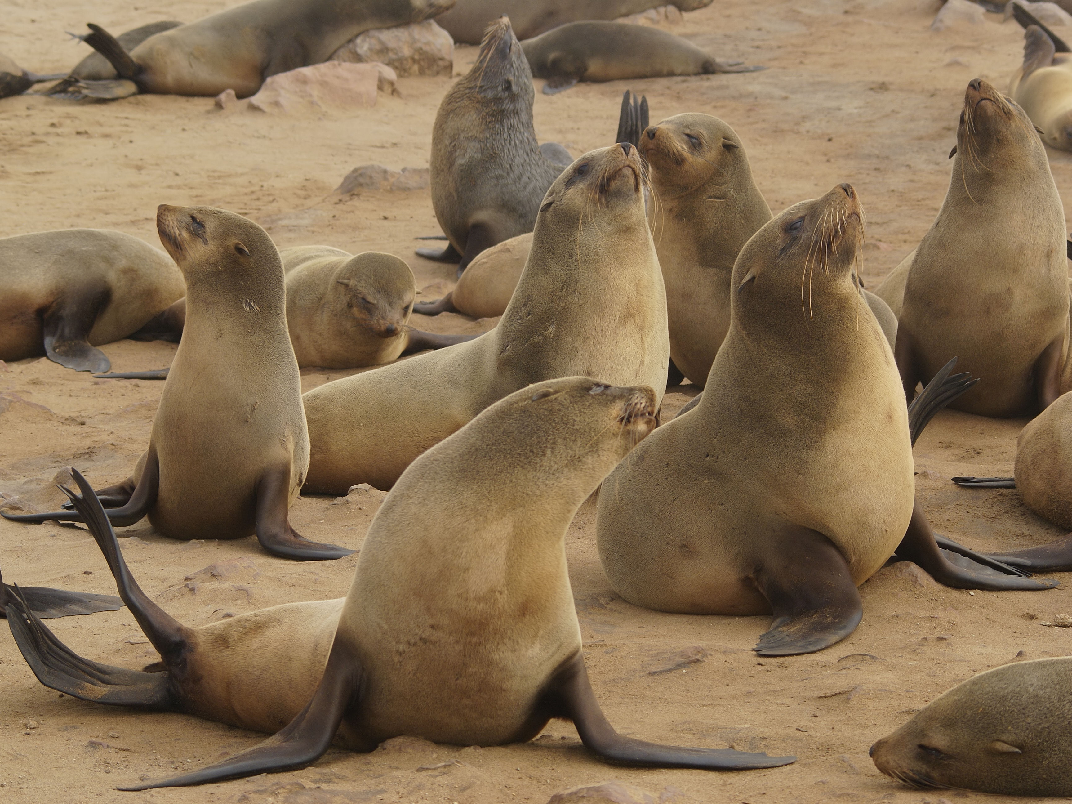 Colony of brown fur seals congregate off the coast of Africa