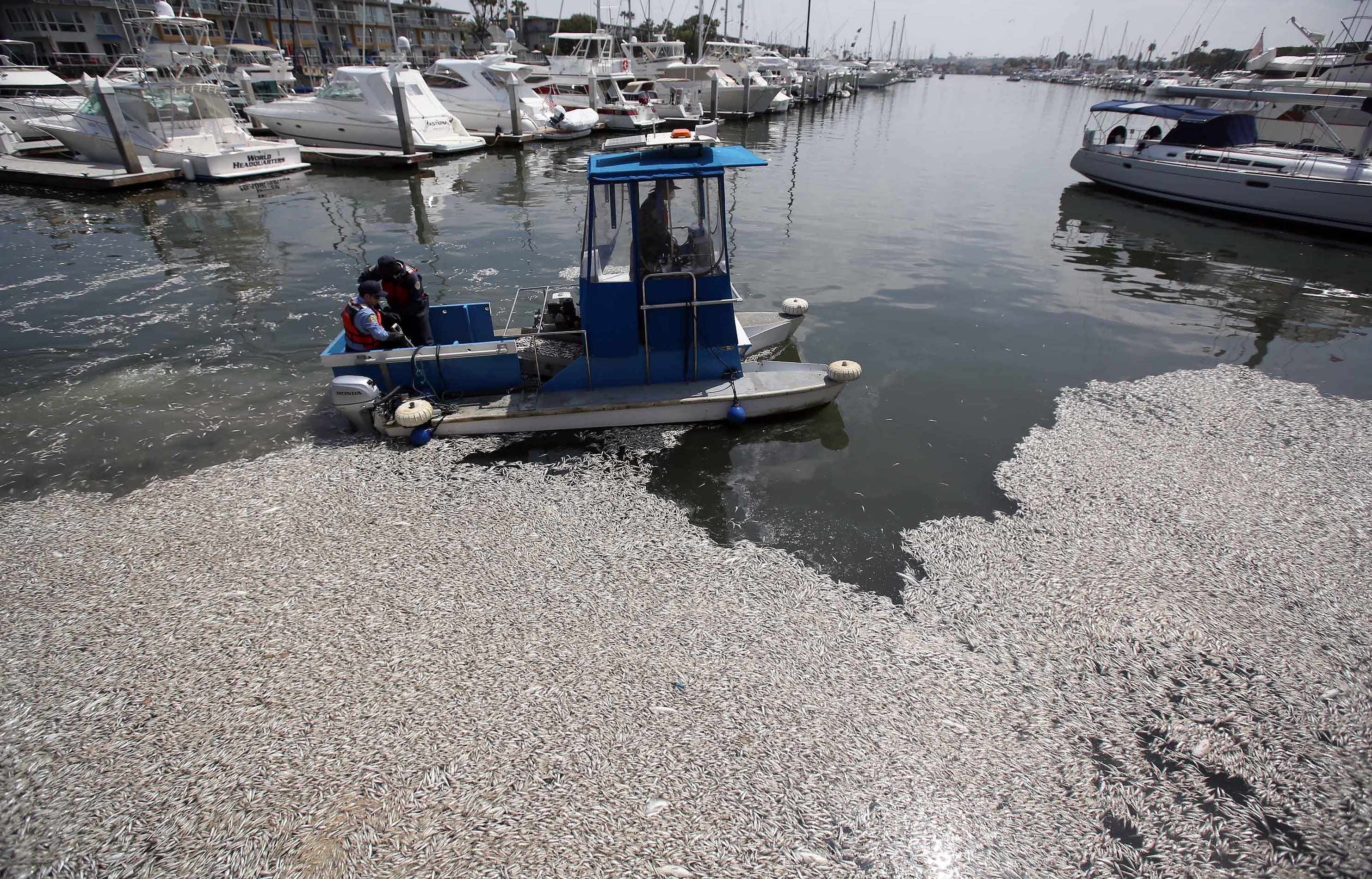 Environmental investigator assists cleanup crews and scientists determine what caused the massive fish die-off in the coastal waters of Los Angeles, California