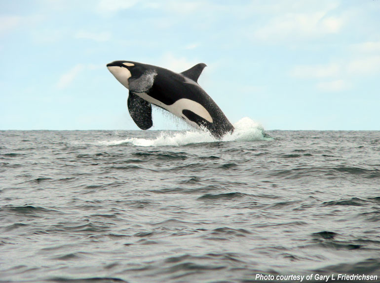 A large orca breaching off the waters of New Zealand