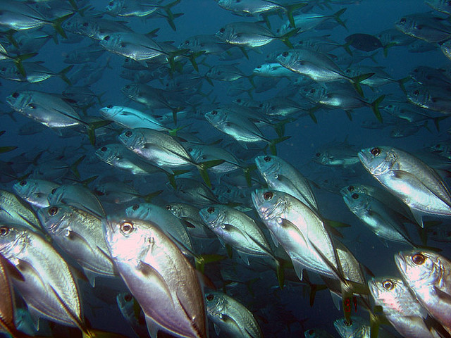 School of horse-eye jacks pose for diver photos