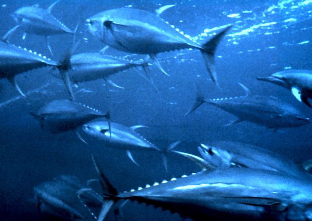 A collection of yellowfin tuna swim about trying to avoid being eaten by silky sharks