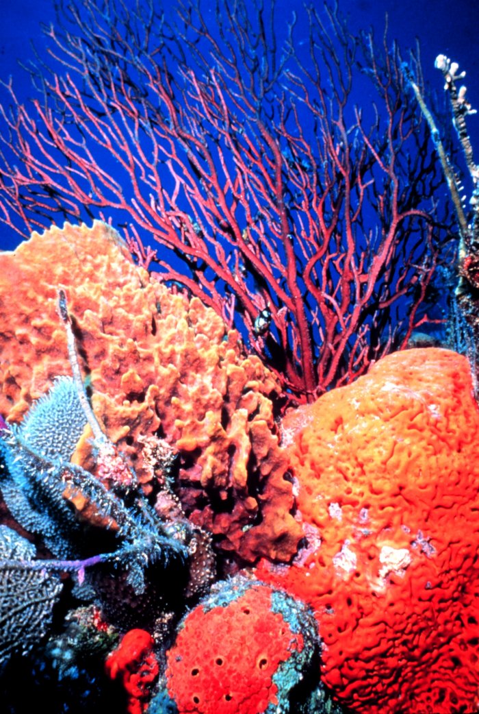 Magnificent sponges, corals, and searock line the reefs in the Florida Keys National Marine Life Sanctuary