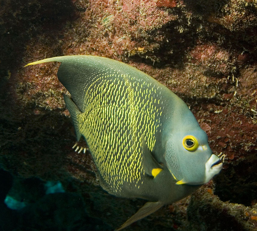 Adorable French Angelfish takes cover near a coral encrusted cave in the Bahamas