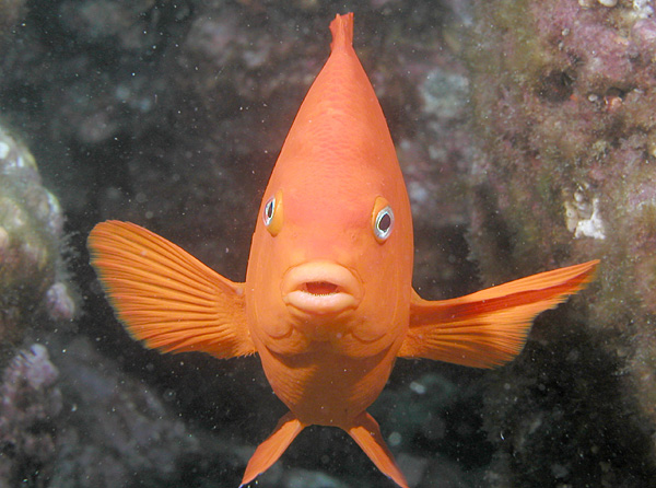 Bright orange garibaldi smiles for diver photo as he explores the rocky structures found on Catalina Island in California