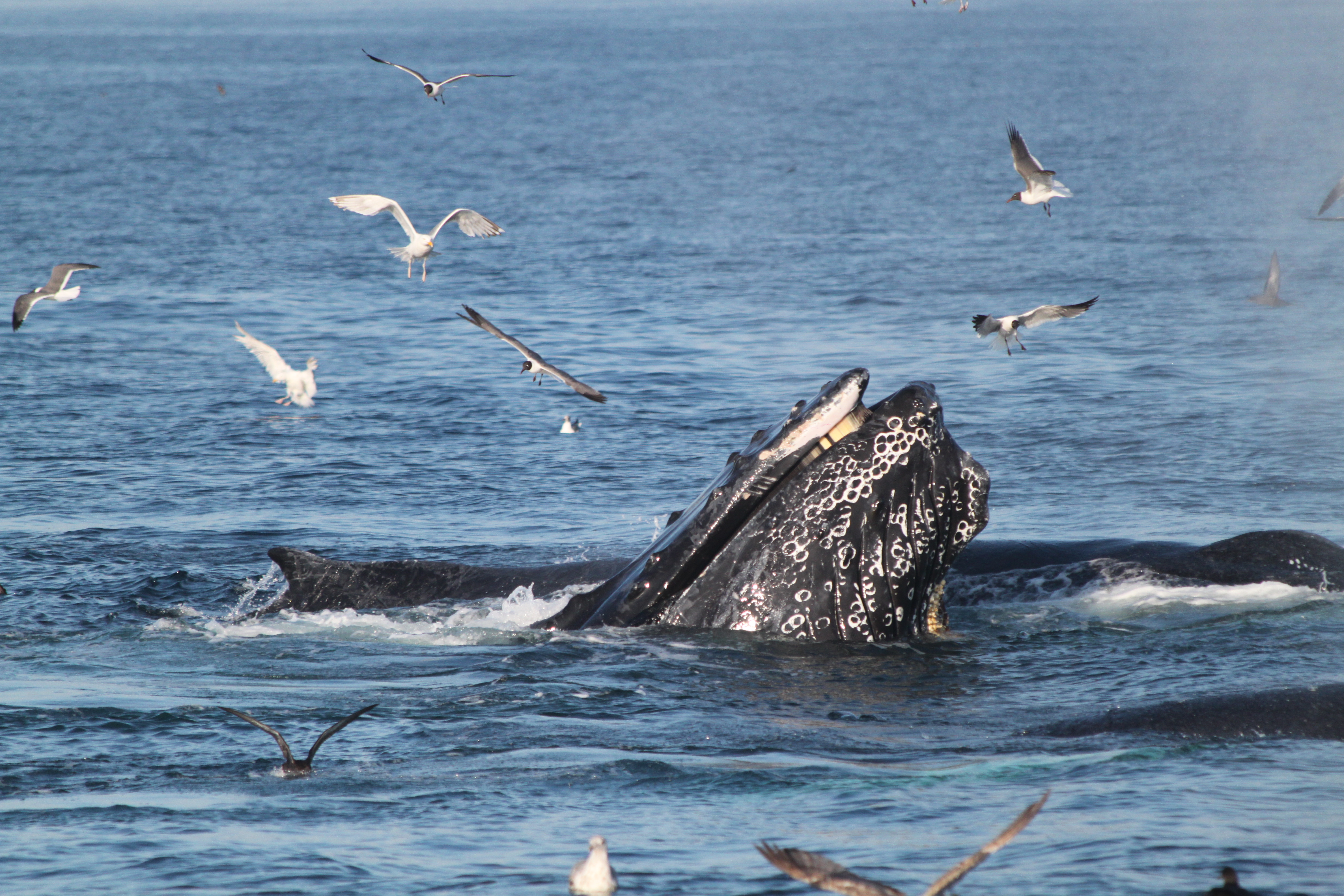 Flock of birds surround three humpback whales frolicking in the water
