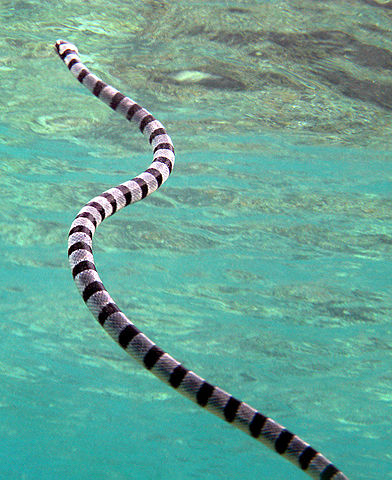 Black and grey banded sea snake, laticauda colubrina, in the shallow waters of Wakatobi