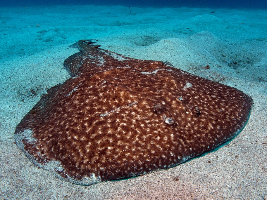 Torpedo Marmorata, also known as Marbled Electric Ray, rests on the sandy bottom in Tenerife in the Canary Islands