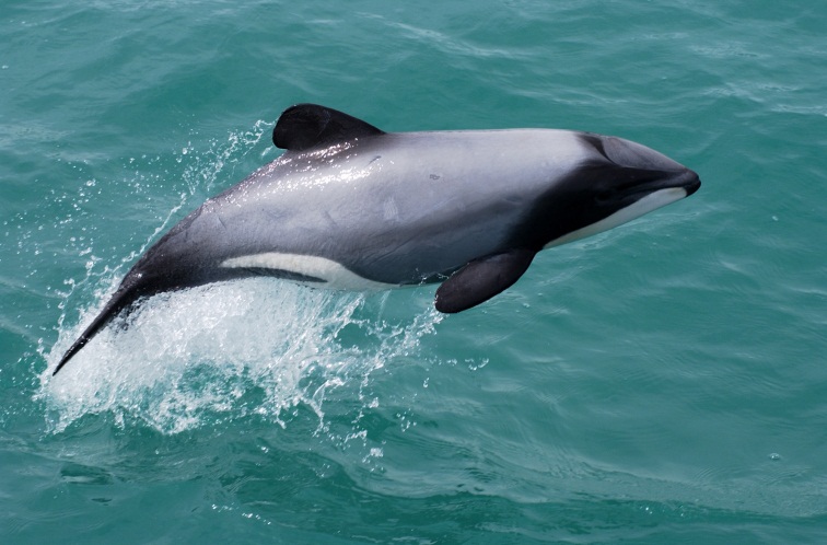 The maui's dolphin jumping waves off the waters of North Island in New Zealand