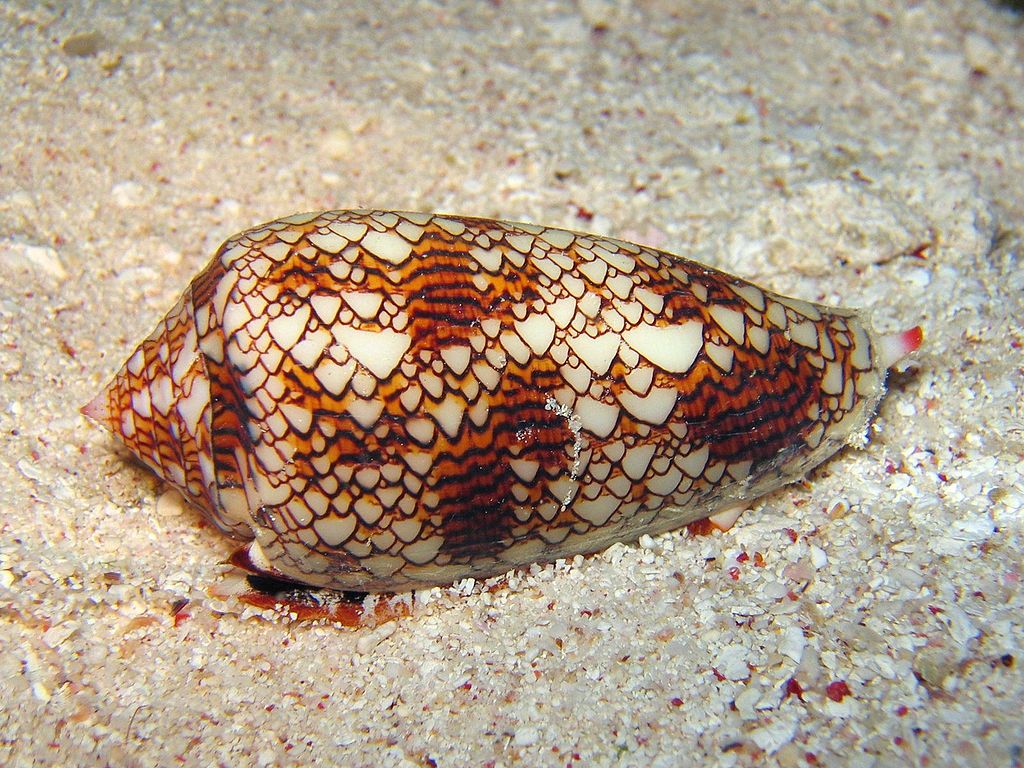 A textile cone snail lay on the ocean bottom at Cod Hole on Australia's Great Barrier Reef and is just one of the many mollusks and other marine creatures affected by ocean acidification