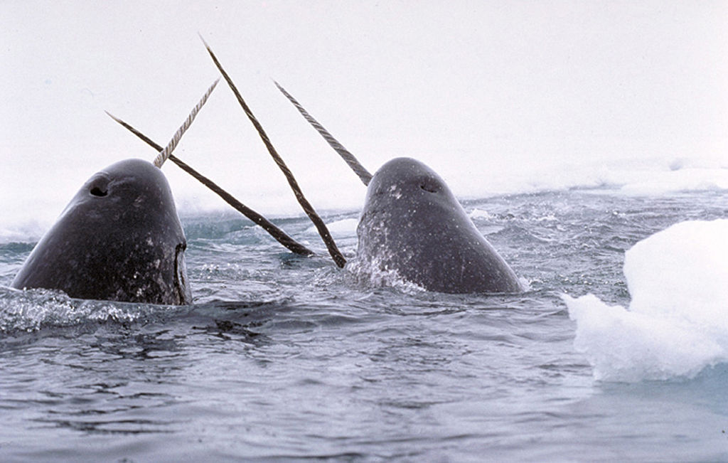 Four narwhals breach the chilly arctic waters to grab a fresh breath of air
