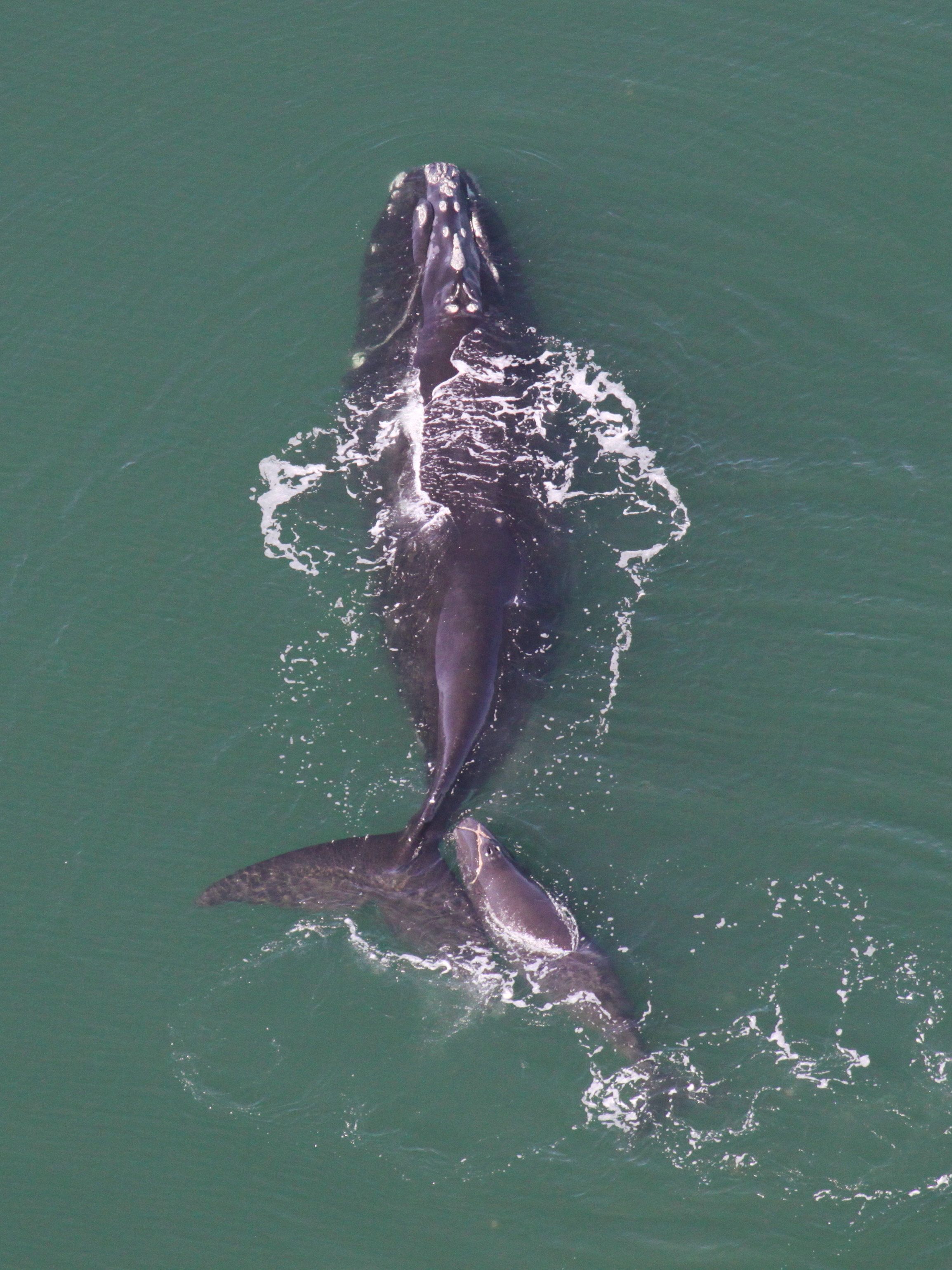 North Atlantic Right Whale and its calf make their way along the Phoenix shoreline