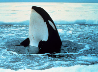 Orca whale spyhopping through a hole in the icy waters