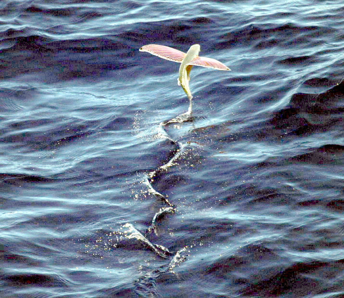 Flying fish with long pink pectoral fins in the air shortly after its takeoff