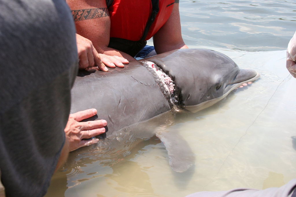 Bottlenose dolphin with researchers after they removed debris that was wrapped around its head