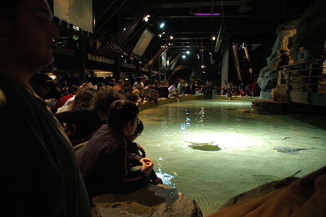 The ray fish pool at a popular aquarium; cleaning the pool and feeding the animals is a regular duty for the aquarium keeper