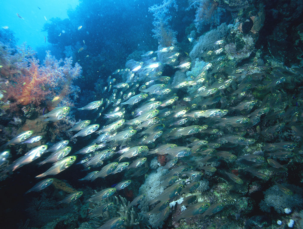 Schooling red sea dwarf sweepers congregate along coral structures in Sharm El Sheikh, Egypt