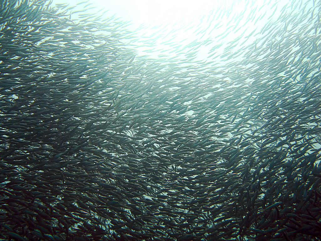 A close up view of millions of sardines swimming together forming large balls as marine predators on the outskirts plan their move