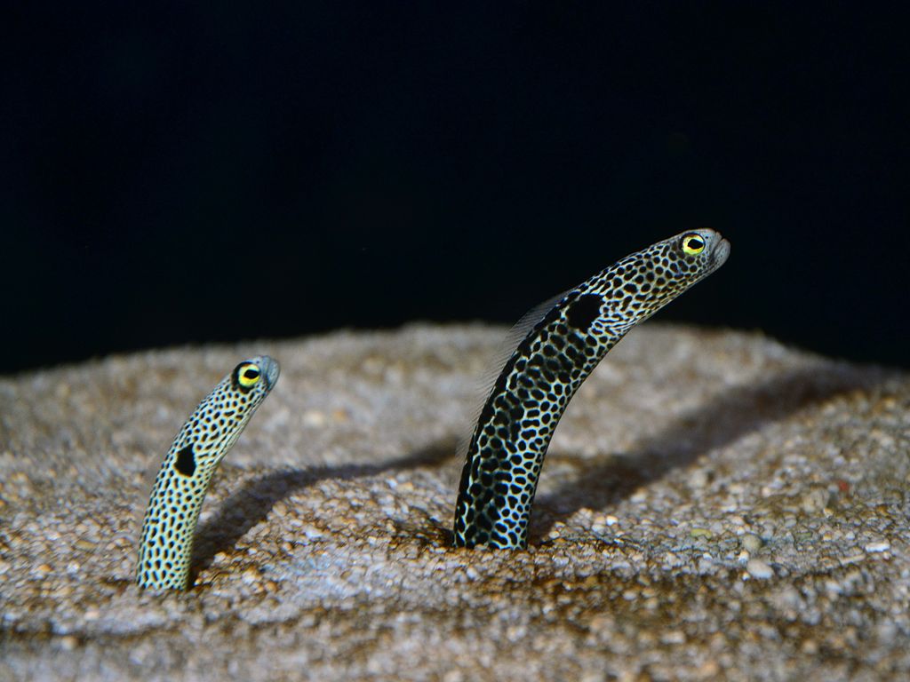 Two black and white spotted garden eels with bright yellow eyes pop up from the sand to peek at the surrounding environment