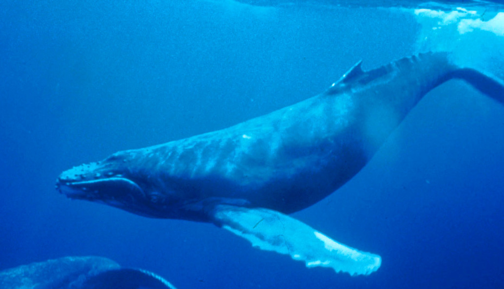 Humpback whale singing a whale song while swimming underwater
