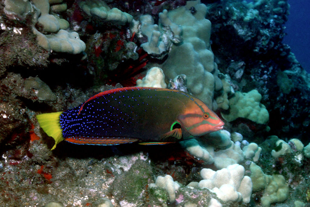 Beautiful yellowtail coris wrasse exploring the corals found on Maui, Hawaii