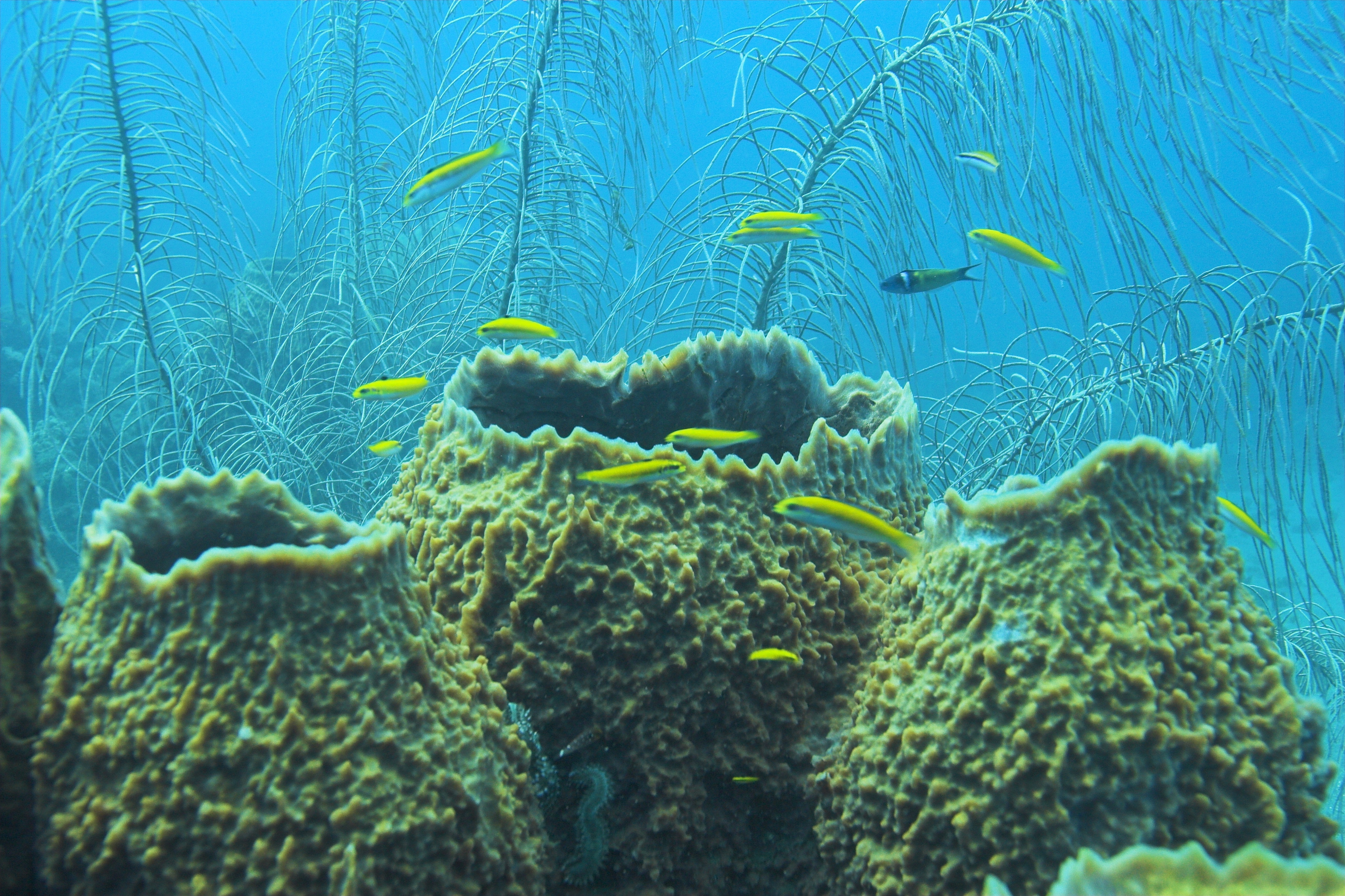 A trio of barrel sponges draw several reef fish and other marine animals in the Caribbean waters of Bonaire